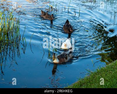 Un assortiment de quatre canards, un Muscovy et deux canards blancs sur l'eau du lac, en Australie Banque D'Images