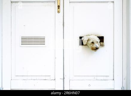 Petit chien est à regarder à l'extérieur de la porte blanche Banque D'Images