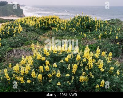 La Great Highway au départ de San Francisco offre une expérience de conduite agréable avec de fantastiques plantes côtières et des fleurs sauvages à voir Banque D'Images