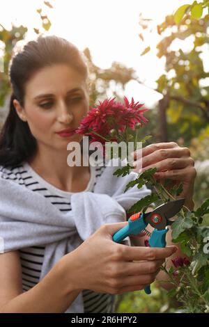 Femme élagage de fleurs roses par sécateur à l'extérieur, se concentrer sur les mains Banque D'Images