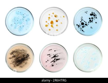 Jeu de boîtes de Petri avec différents échantillons de culture sur fond blanc, vue de dessus Banque D'Images