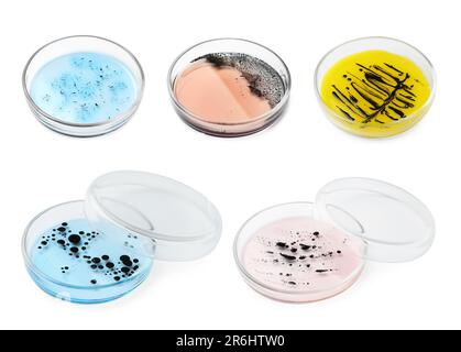 Jeu de boîtes de Petri avec différents échantillons de culture sur fond blanc Banque D'Images