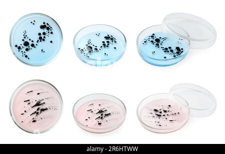 Collage de boîtes de Petri avec culture bactérienne sur fond blanc, angles différents Banque D'Images