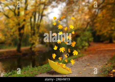 Atmosphère d'automne. Golden laisse voler hors du parapluie jaune sur la piste de marche dans le magnifique parc Banque D'Images