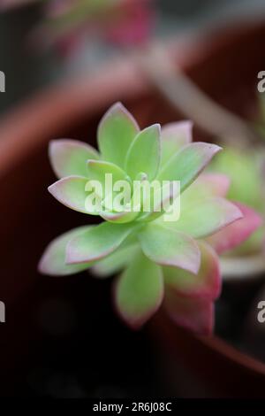 Feuilles de fleurs vue rapprochée fond botanique sedum kimnachii famille des crassulacées grandes tailles impressions de haute qualité Banque D'Images