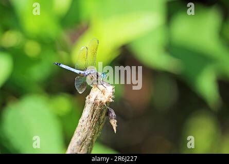 Blue dasher - libellule sur bâton de bois Banque D'Images