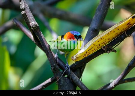 Tanager coloré à col rouge perché sur la branche, regardant une banane contre un fond défoqué, Folha Seca, Brésil Banque D'Images