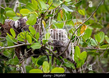 Groupe de marmosets communs grimpant dans un arbre à feuilles vertes, un avec un bébé sur le dos, Paraty, Brésil Banque D'Images