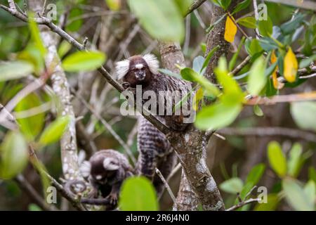 Marmosets communs grimpant dans un arbre à feuilles vertes, on fait face à la caméra, Paraty, Brésil Banque D'Images