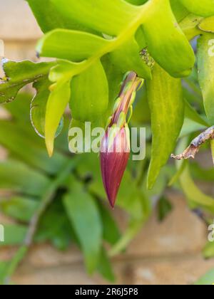 Cactus à feuilles de Fern, cœur d'or de Marniera Cysocardium, bourgeon rouge se préparant à fleurir Banque D'Images