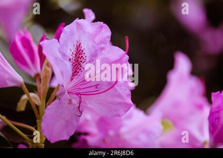 Les fleurs de Rhododendron rose ouvrent les bourgeons avec des pétales délicats parmi le feuillage vert à la lumière du jour. Buisson à fleurs au printemps, été dans le jardin botanique, pa Banque D'Images