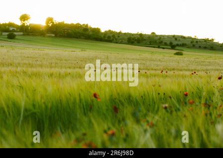 Beau papier peint avec des coquelicots rouges croissant dans un pré vert, champ de blé au printemps. Herbes sauvages et oreilles, fleurs balançant dans un vent. L'énergie de Banque D'Images