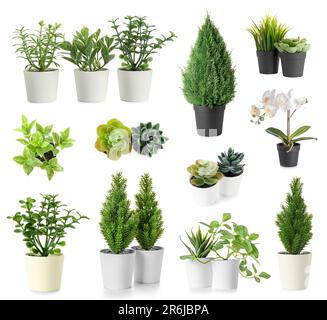 Ensemble de plantes artificielles sur fond blanc Banque D'Images