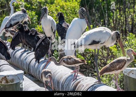 Un rassemblement d'oiseaux du nord-est de la Floride sur un tuyau d'eau au-dessus de la rivière Guana à Ponte Vedra Beach, en Floride. (ÉTATS-UNIS) Banque D'Images