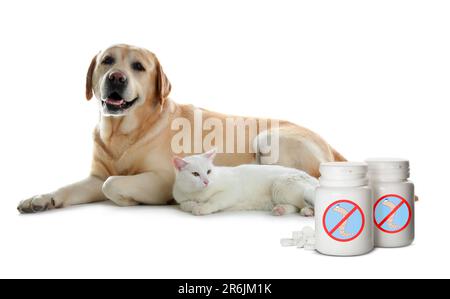 Travail à distance. Flacons pour chats, chiens et médicaux avec médicaments anthelmintiques sur fond blanc Banque D'Images