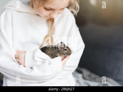 Jeune fille jouant avec mignon écureuil degu chilien. Animal mignon assis sur la main d'un enfant Banque D'Images