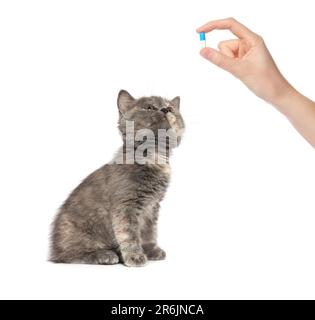 Travail à distance. Propriétaire avec drogue anthelmintique et mignon chaton moelleux sur fond blanc, gros plan Banque D'Images