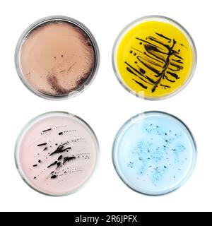 Ensemble de boîtes de Petri avec différentes cultures bactériennes sur fond blanc, vue de dessus Banque D'Images