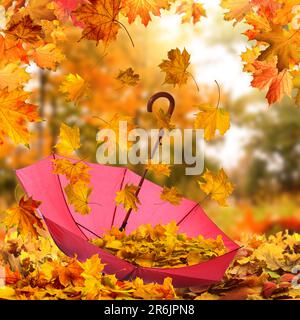 Atmosphère d'automne. Les feuilles d'or tombent dans un parapluie rose dans un beau parc Banque D'Images