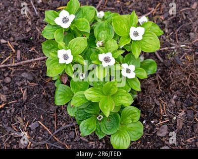 cornel nain Cornus suecica plante avec des fleurs blanches Banque D'Images