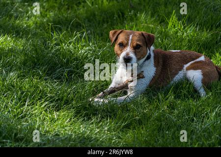 Un Parson Russell Terrier jouant avec un bâton dans un champ par l'Eamont près de Penrith Cumbria Banque D'Images