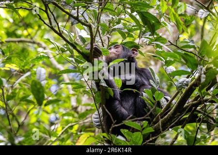 Chimpanzé adulte, Pan troglodytes, assis mangeant des feuilles dans un arbre, vu à travers une rupture dans la dense sous-croissance de la forêt tropicale. Parc national de Kibale, Banque D'Images