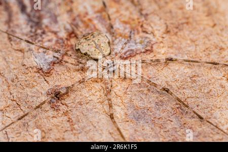 Araignée à deux queues ou araignée hersiliidae sur araignée de tronc d'arbre dans la forêt tropicale, foyer sélectif, Macro photo en Thaïlande. Banque D'Images