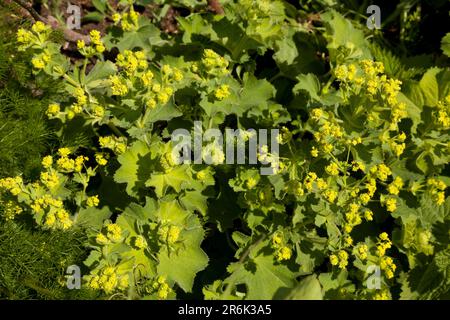 Femme manteau Alchemilla Mollis Banque D'Images