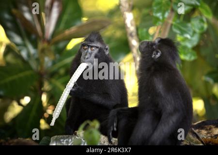 Les macaques à craquage noir Sulawesi (Macaca nigra) vérifient la disponibilité de matériel alimentaire lorsqu'ils sont en cours d'alimentation près d'une plage, où l'on trouve une décharge de déchets plastiques, à TWA Batuputih (parc naturel de Batuputih) près de la réserve naturelle de Tangkoko, dans le nord de Sulawesi, en Indonésie. "Les activités humaines non durables sont maintenant la force majeure qui conduit les espèces de primates à l'extinction", selon une équipe de scientifiques dirigée par Alejandro Estrada (Institut de biologie, Université nationale autonome du Mexique) dans leur document publié en 2017 sur ScienceAdvenances. Banque D'Images