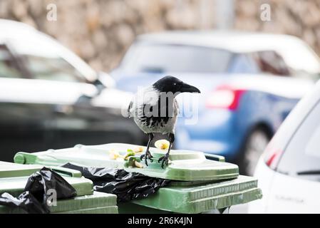 Crow assis sur un conteneur à ordures dans la ville Banque D'Images