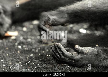 Mains et pied droit d'un macaque Sulawesi à crête noire (Macaca nigra) qui prend une sieste sur la plage de Tangkoko, Sulawesi Nord, Indonésie. En dehors de la déforestation et du braconnage, le changement climatique entraîne davantage de risques d'extinction pour les espèces primates, en réduisant l'adéquation des habitats et leur répartition géographique, selon les scientifiques. Banque D'Images