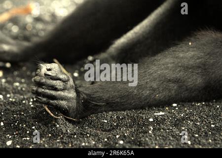 Mains et pied droit d'un macaque Sulawesi à crête noire (Macaca nigra) qui prend une sieste sur la plage de Tangkoko, Sulawesi Nord, Indonésie. En dehors de la déforestation et du braconnage, le changement climatique entraîne davantage de risques d'extinction pour les espèces primates, en réduisant l'adéquation des habitats et leur répartition géographique, selon les scientifiques. Banque D'Images