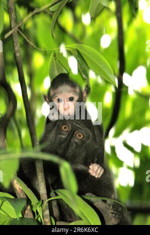 Portrait d'un bébé singe et de sa mère comme ces primates endémiques connus sous le nom de macaque à cragoût noir de Sulawesi (Macaca nigra) fourragent sur un arbre pendant la période de sevrage dans la forêt de Tangkoko, au nord de Sulawesi, en Indonésie. L'âge entre cinq mois et un an est la phase de la vie d'un macaque à crête où la mortalité infantile est la plus élevée. Des scientifiques primates du projet Macaca Nigra ont observé que 17 des 78 nourrissons (22 %) avaient disparu au cours de leur première année de vie. Huit de ces 17 corps morts de nourrissons ont été trouvés avec de grandes plaies perforantes. Banque D'Images