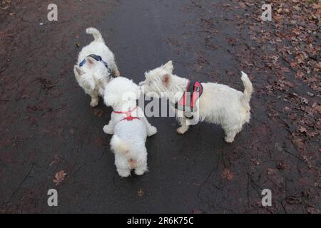 Trois chiens se accueillent dans la rue West Highland White Terrier, Bichon Frise Banque D'Images