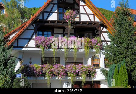 Forêt noire, près de Sasbachwalden, Ortenau, maison à colombages, jardin de campagne en automne, décoration florale sur la maison, fleurs sur le balcon Banque D'Images