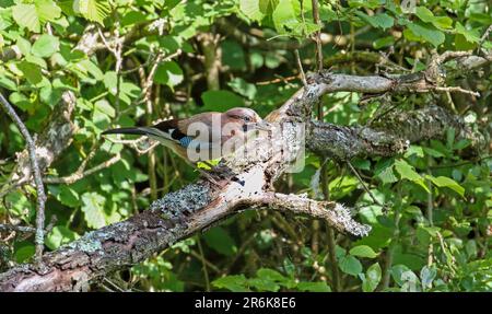 Geai (Garrulus glandarius) Banque D'Images