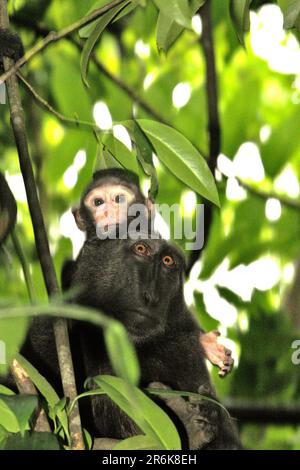 Portrait d'un bébé singe et de sa mère comme ces primates endémiques connus sous le nom de macaque à cragoût noir de Sulawesi (Macaca nigra) fourragent sur un arbre pendant la période de sevrage dans la forêt de Tangkoko, au nord de Sulawesi, en Indonésie. L'âge entre cinq mois et un an est la phase de la vie d'un macaque à crête où la mortalité infantile est la plus élevée. Des scientifiques primates du projet Macaca Nigra ont observé que 17 des 78 nourrissons (22 %) avaient disparu au cours de leur première année de vie. Huit de ces 17 corps morts de nourrissons ont été trouvés avec de grandes plaies perforantes. Banque D'Images