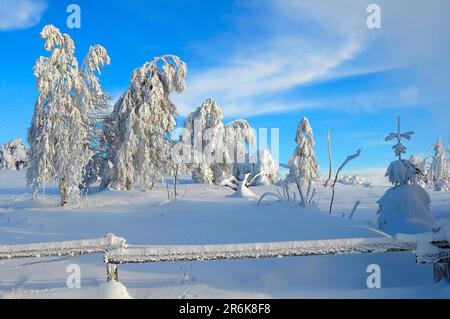 Forêt noire, Forêt noire en hiver, forêt d'épinette, route de la Forêt noire, paysage enneigé, au Schliffkopf Banque D'Images