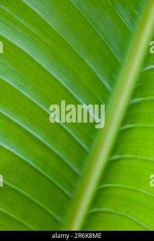 Gros plan d'une feuille de l'arbre de la banane Banque D'Images