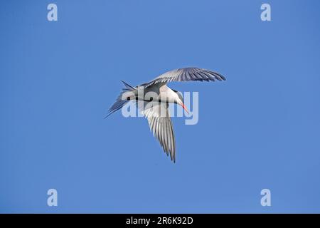 Sterne commune (Sterna hirundo) en version légère Banque D'Images