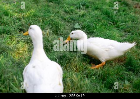 Deux oies blanches sur l'herbe verte. Volaille en liberté, élevage de canards. Banque D'Images
