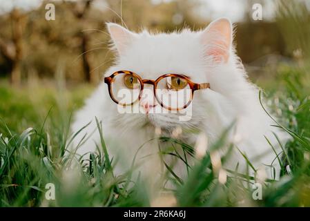 Chat blanc moelleux en verres ronds sur fond de pelouse vert.chaton domestique, marcher Banque D'Images