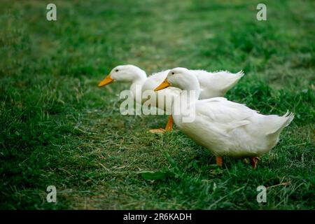 Une paire d'oies blanches se broutent sur l'herbe verte. Reproduction des oies, de la volaille, de l'aire de répartition libre. Banque D'Images