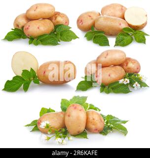 Ensemble de pommes de terre mûres légume avec feuilles vertes isolées sur fond blanc Banque D'Images