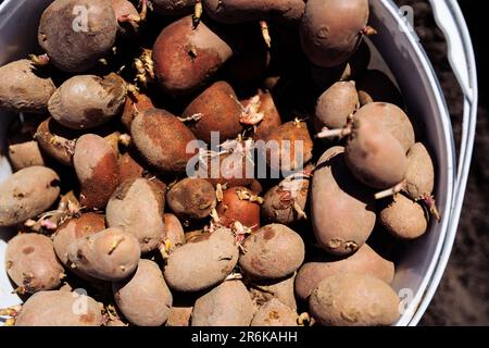 Vieilles pommes de terre dans un seau avec pousses. Plantation de pommes de terre germées dans le sol. Jardin. Banque D'Images
