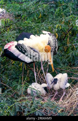 Cigognes peintes (Mycteria leucocephala) sur nid dans le sanctuaire d'oiseaux de Koongragulam près de Tirunelveli, Tamil Nadu, Inde du Sud, Inde, Asie Banque D'Images