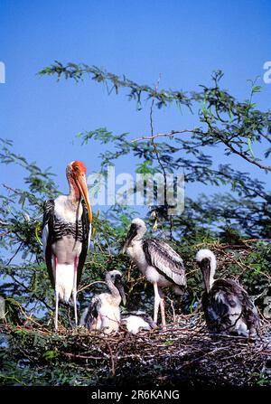 Cigognes peintes (Mycteria leucocephala) sur nid dans le sanctuaire d'oiseaux de Koongragulam près de Tirunelveli, Tamil Nadu, Inde du Sud, Inde, Asie Banque D'Images