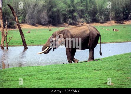 Éléphant sauvage (Elephas maximus) à Kabini, Karnataka, Inde du Sud, Inde, Asie Banque D'Images