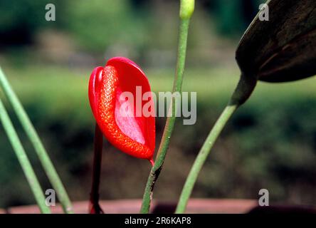 Fleurs de queue d'Anthurium fleurs de flamants roses (Anthurium andreanum) et fleurs de feuilles de dentelle à Ooty Udhagamandalam, Nilgiris, Tamil Nadu, Inde du Sud Banque D'Images