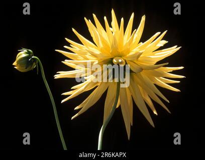 Fleur de type cactus Dahlia à Ooty Udhagamandalam, Nilgiris, Tamil Nadu, Inde du Sud, Inde, Asie Banque D'Images